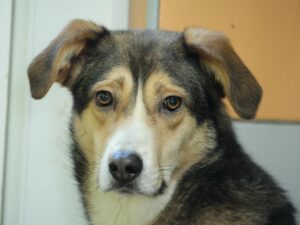 Tierschutzverein Bellas Pfotenhilfe Hunderettung Bosnien Hund adoptieren Bebbo