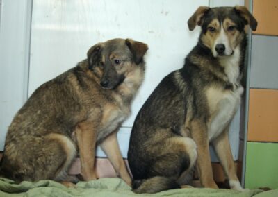 Tierschutzverein Bellas Pfotenhilfe Hunderettung Bosnien Hund adoptieren Bebbo