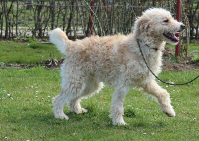 Tierschutzverein Bellas Pfotenhilfe Hunderettung Bosnien Hund adoptieren Beli