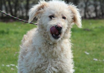 Tierschutzverein Bellas Pfotenhilfe Hunderettung Bosnien Hund adoptieren Beli