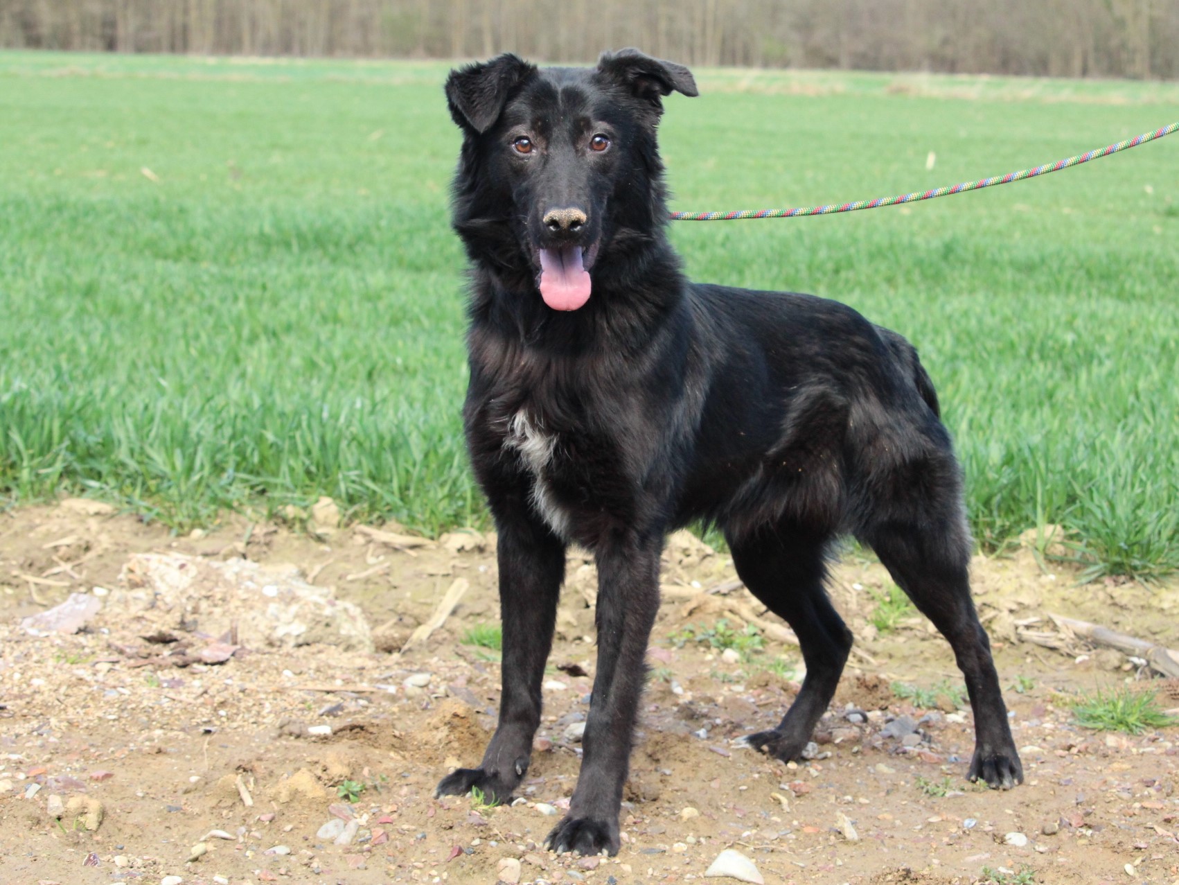 Tierschutzverein Bellas Pfotenhilfe Hunderettung Bosnien Hund adoptieren Blacky
