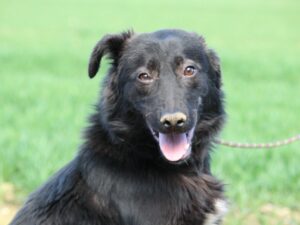 Tierschutzverein Bellas Pfotenhilfe Hunderettung Bosnien Hund adoptieren Blacky