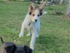 Tierschutzverein Bellas Pfotenhilfe Hunderettung Bosnien Hund adoptieren Brianna