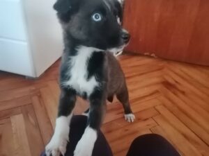 Tierschutzverein Bellas Pfotenhilfe Hunderettung Bosnien Hund adoptieren Daisy