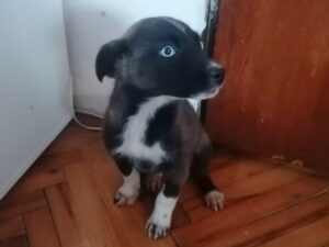 Tierschutzverein Bellas Pfotenhilfe Hunderettung Bosnien Hund adoptieren Daisy