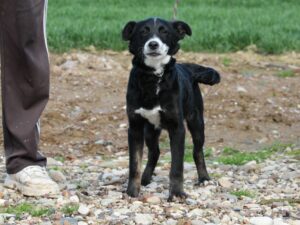 Tierschutzverein Bellas Pfotenhilfe Hunderettung Bosnien Hund adoptieren Don