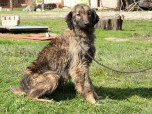 Tierschutzverein Bellas Pfotenhilfe Hunderettung Bosnien Hund adoptieren Dona