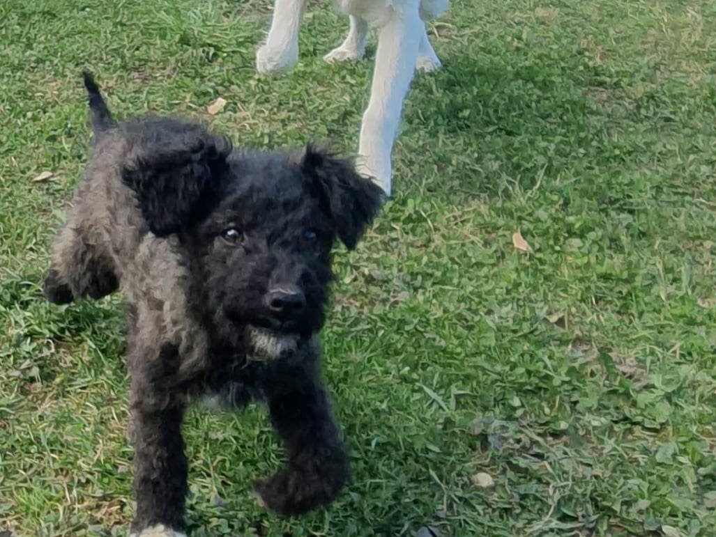 Tierschutzverein Bellas Pfotenhilfe Hunderettung Bosnien Hund adoptieren Elektra