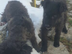 Tierschutzverein Bellas Pfotenhilfe Hunderettung Bosnien Hund adoptieren Ella