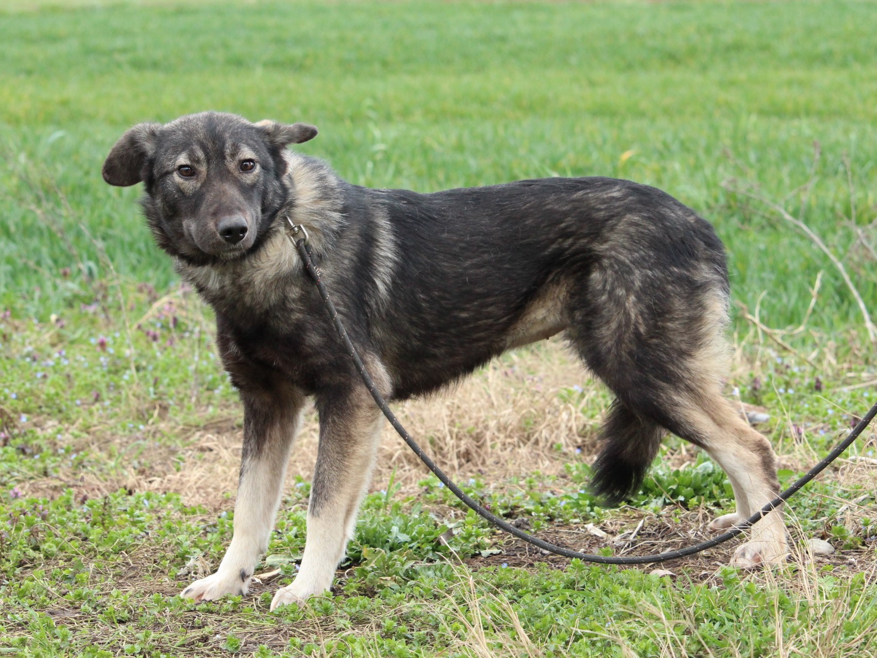 Tierschutzverein Bellas Pfotenhilfe Hunderettung Bosnien Hund adoptieren Ellie