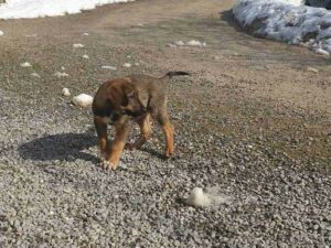 Tierschutzverein Bellas Pfotenhilfe Hunderettung Bosnien Hund adoptieren Elmo