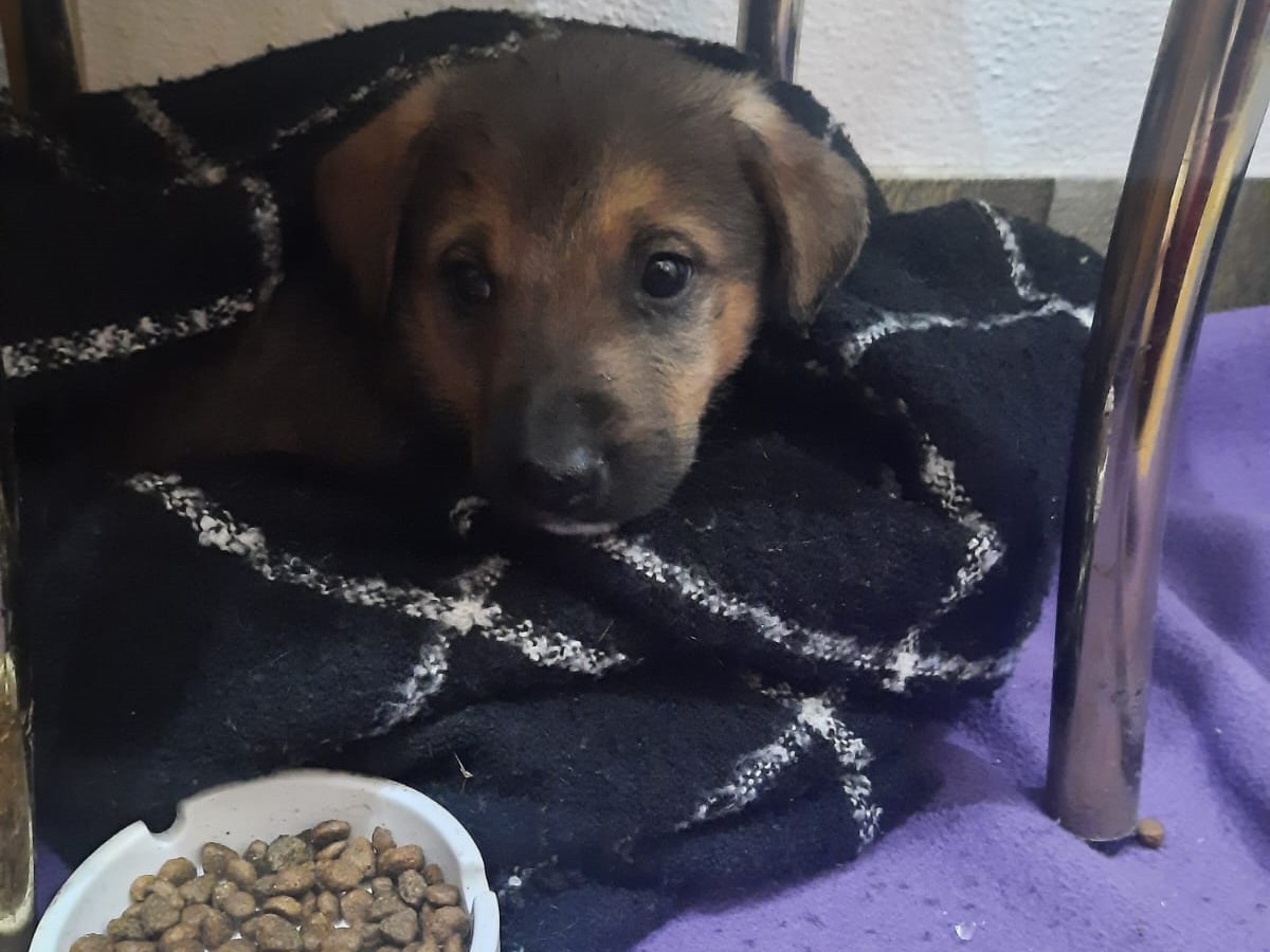 Tierschutzverein Bellas Pfotenhilfe Hunderettung Bosnien Hund adoptieren Hunderettung Elmo