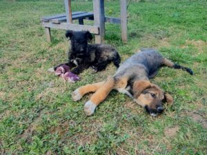 Tierschutzverein Bellas Pfotenhilfe Hunderettung Bosnien Hund adoptieren Elmo