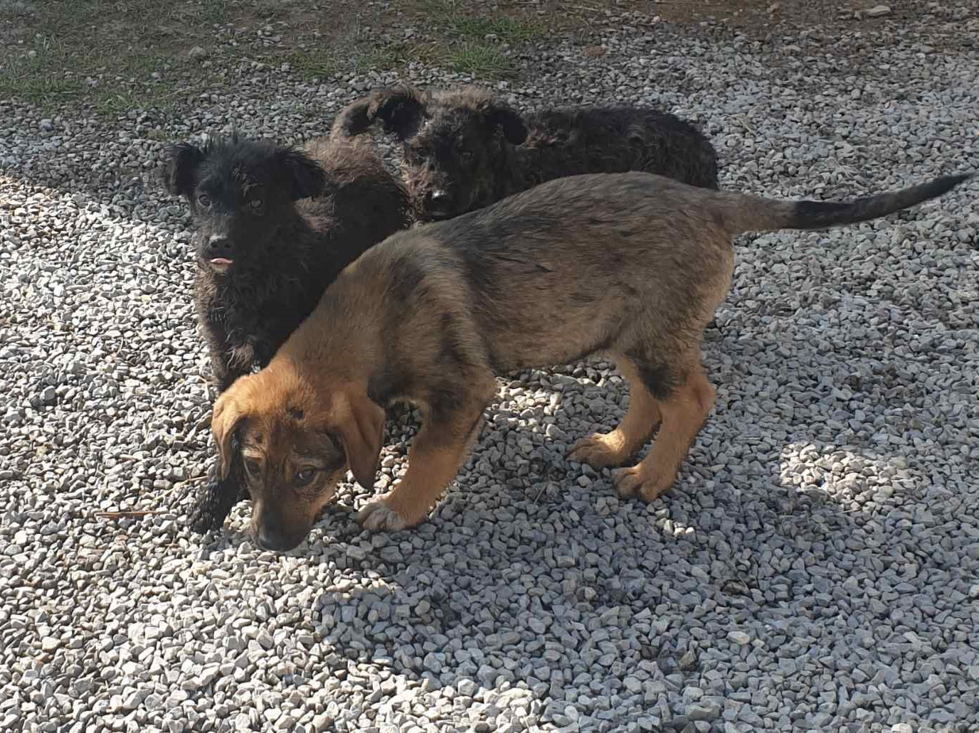 Tierschutzverein Bellas Pfotenhilfe Hunderettung Bosnien Hund adoptieren Hunderettung Elmo Ella und Elektra