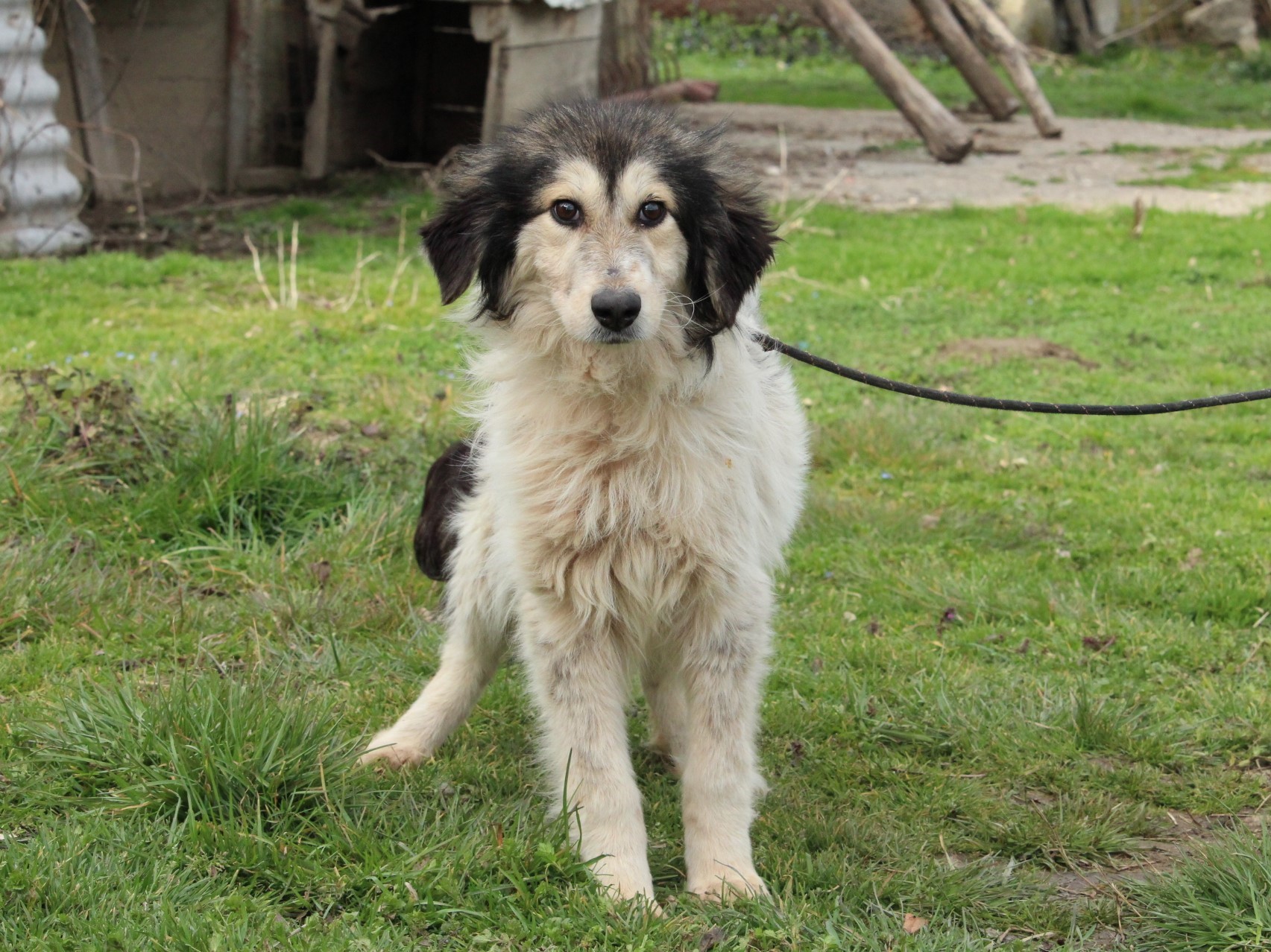 tierschutzverein-bellas-pfotenhilfe-hunderettung-bosnien-hund-adoptieren-frieda-1-5 Tierschutzverein Bellas Pfotenhilfe Hunderettung Bosnien Hund adoptieren Frieda