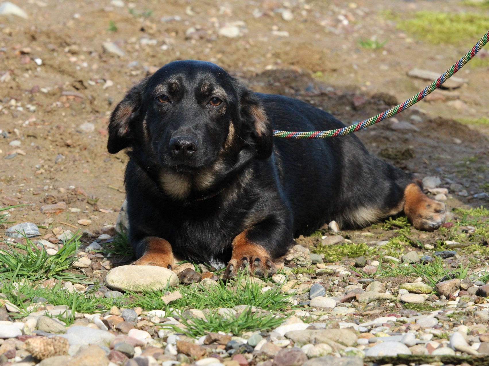 Tierschutzverein Bellas Pfotenhilfe Hunderettung Bosnien Hund adoptieren Frieda II