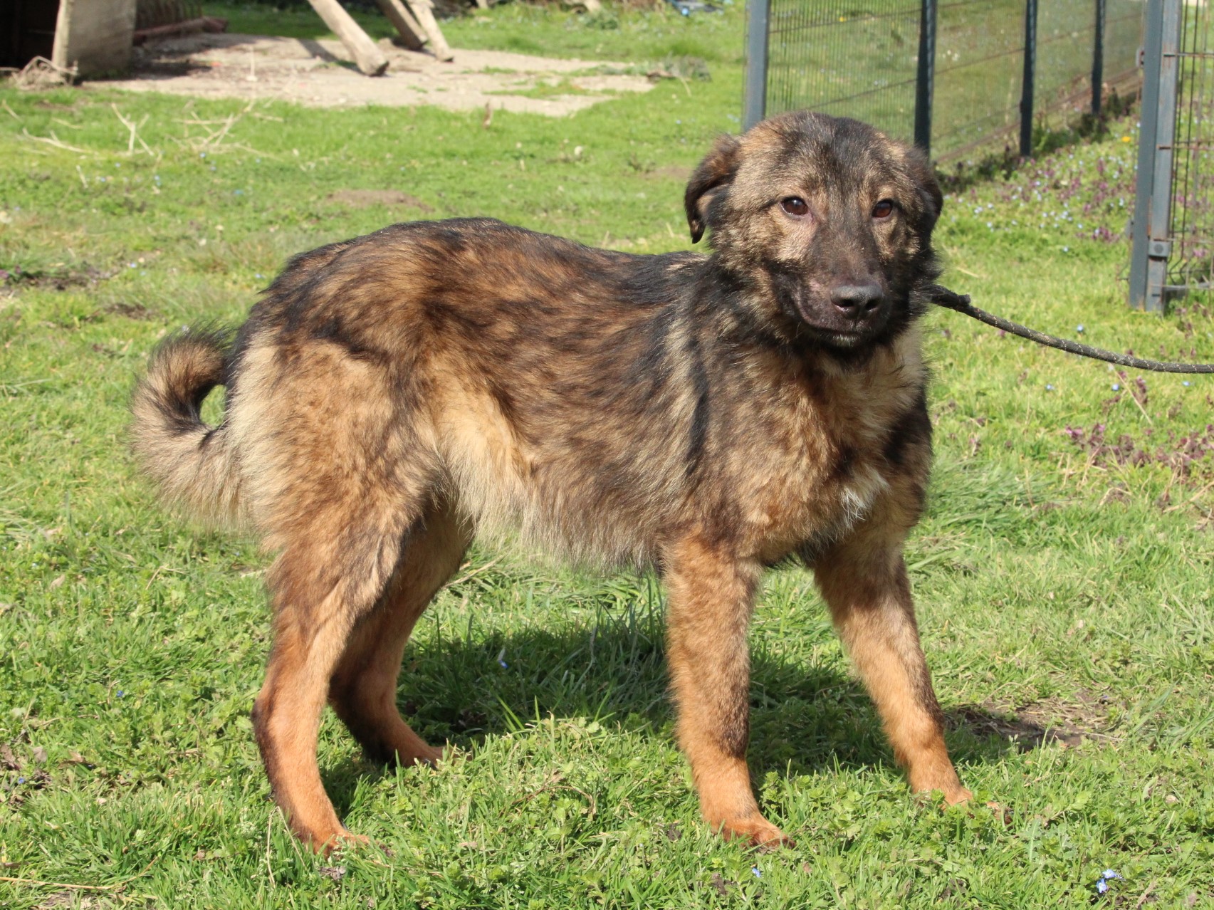 Tierschutzverein Bellas Pfotenhilfe Hunderettung Bosnien Hund adoptieren Friedo