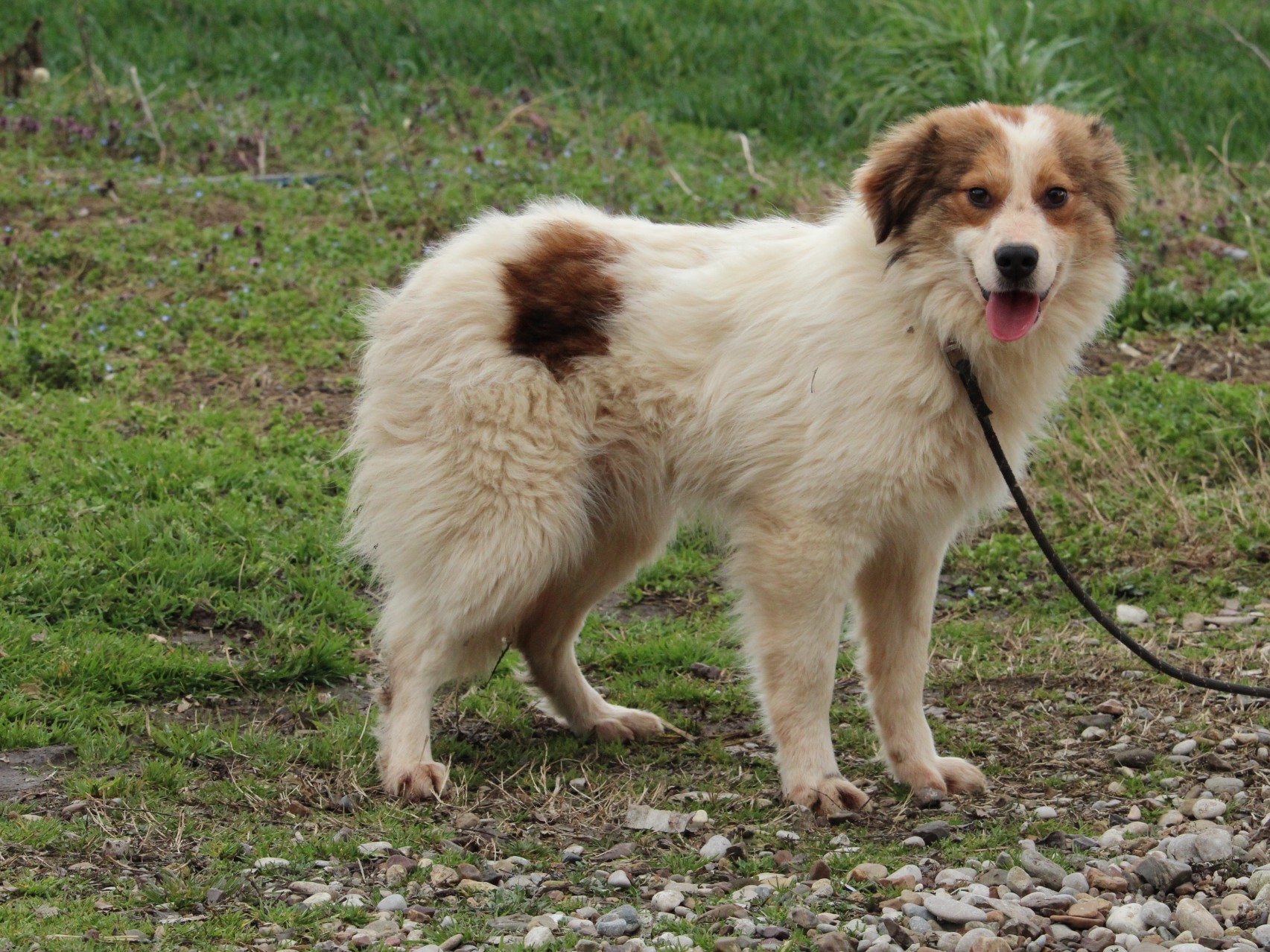 Tierschutzverein Bellas Pfotenhilfe Hunderettung Bosnien Hund adoptieren Fritzi