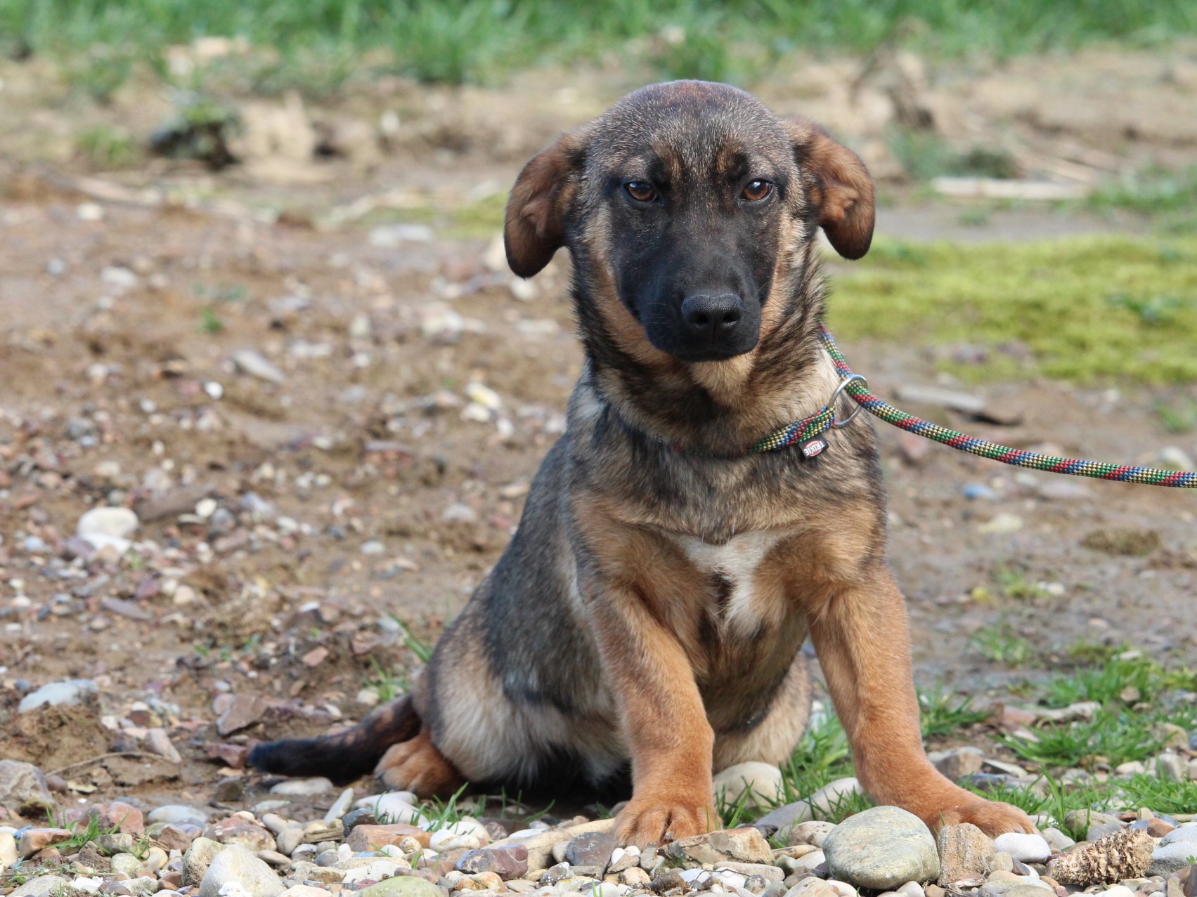 Tierschutzverein Bellas Pfotenhilfe Hunderettung Bosnien Hund adoptieren Fritzi II