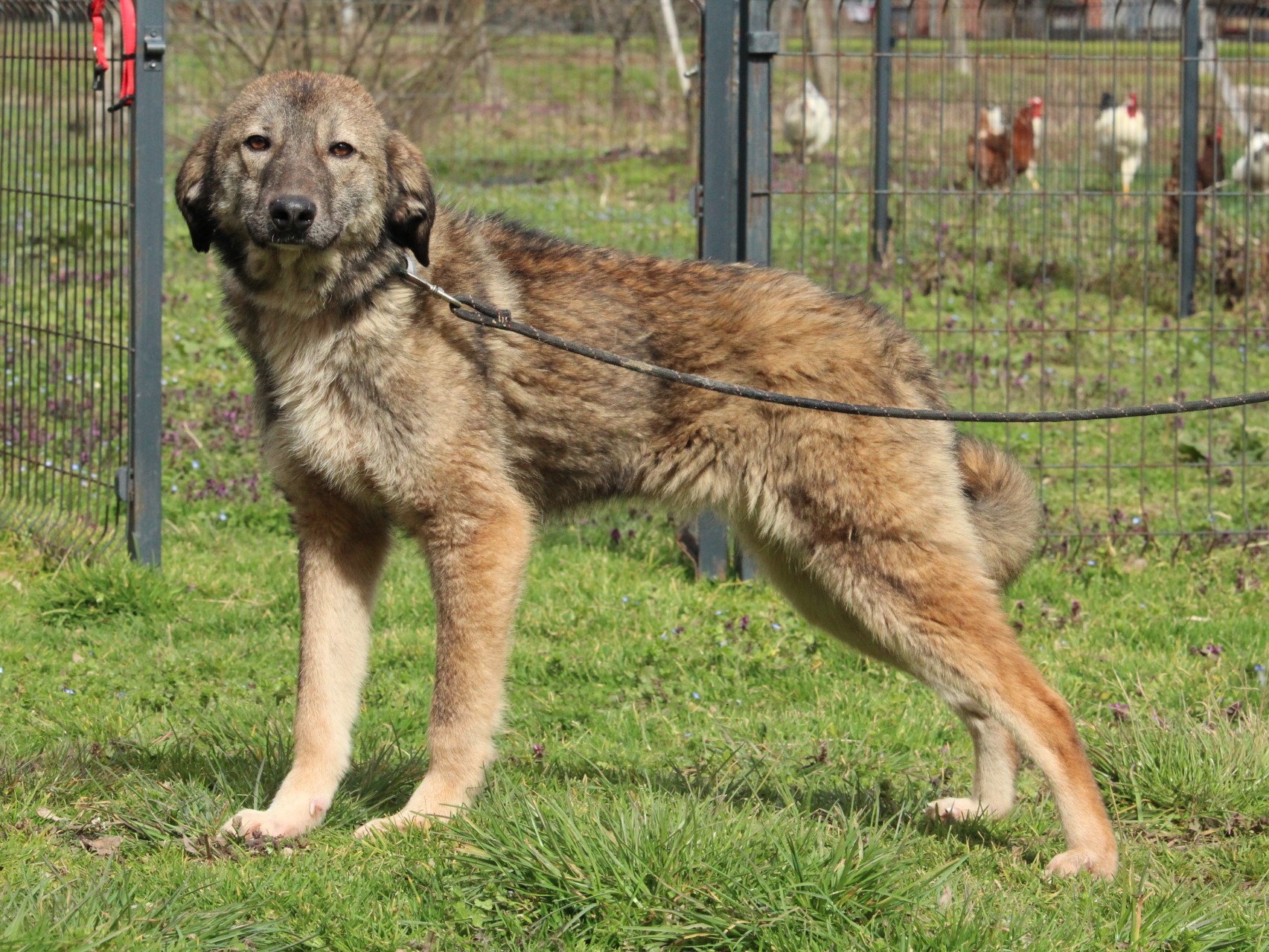 Tierschutzverein Bellas Pfotenhilfe Hunderettung Bosnien Hund adoptieren Henry