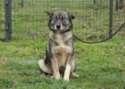 Tierschutzverein Bellas Pfotenhilfe Hunderettung Bosnien Hund adoptieren Hope