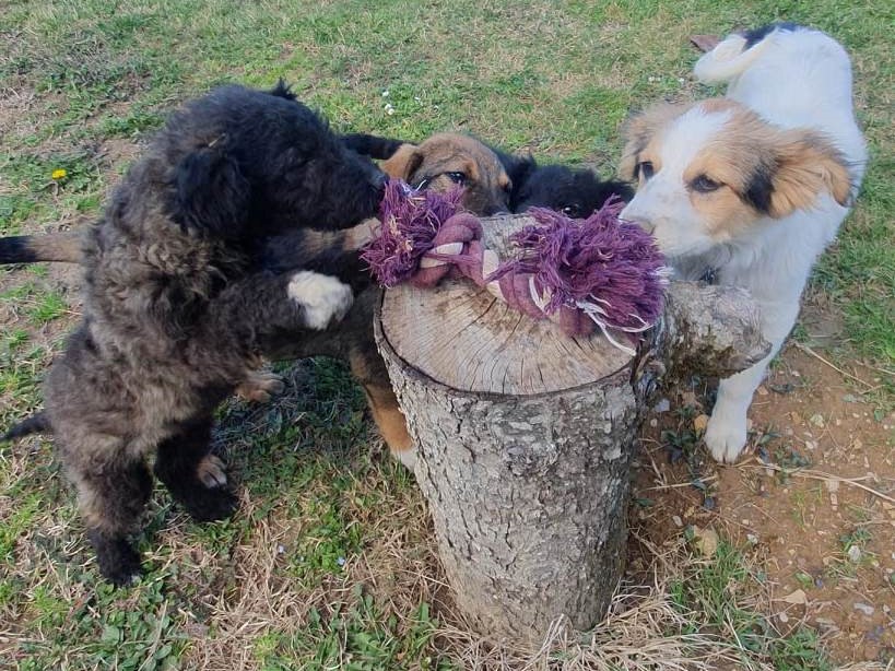 Tierschutzverein Bellas Pfotenhilfe Hunderettung Bosnien Hund adoptieren Hundespiel