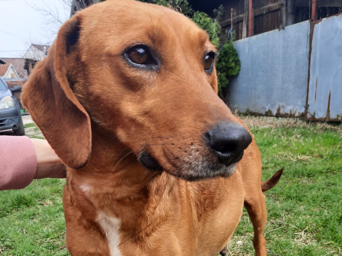 Tierschutzverein Bellas Pfotenhilfe Hunderettung Bosnien Hund adoptieren Kimmy