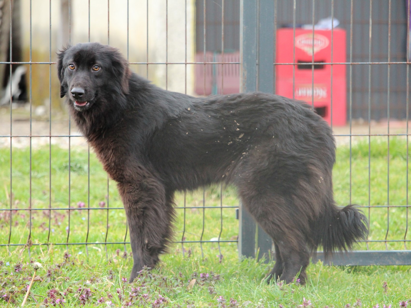Tierschutzverein Bellas Pfotenhilfe Hunderettung Bosnien Hund adoptieren Lara