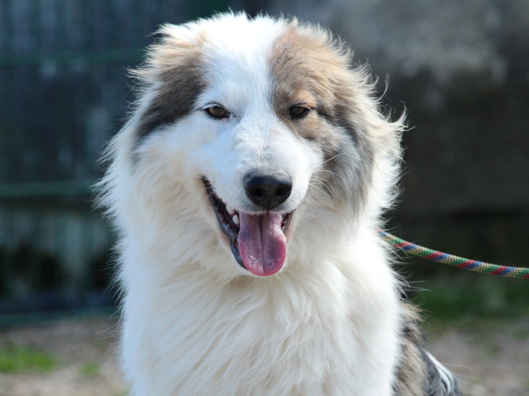 Tierschutzverein Bellas Pfotenhilfe Hunderettung Bosnien Hund adoptieren Luka