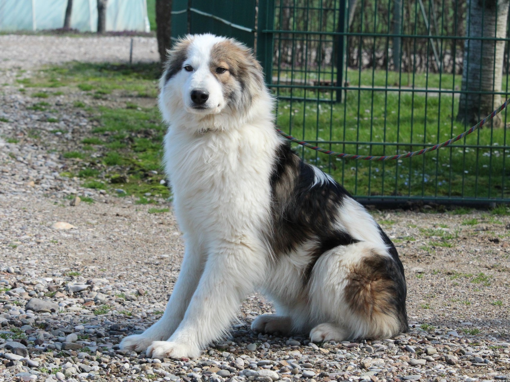 Tierschutzverein Bellas Pfotenhilfe Hunderettung Bosnien Hund adoptieren Luka