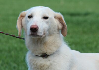 Tierschutzverein Bellas Pfotenhilfe Hunderettung Bosnien Hund adoptieren Luna