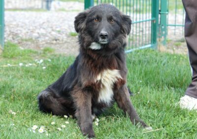 Tierschutzverein Bellas Pfotenhilfe Hunderettung Bosnien Hund adoptieren Malina