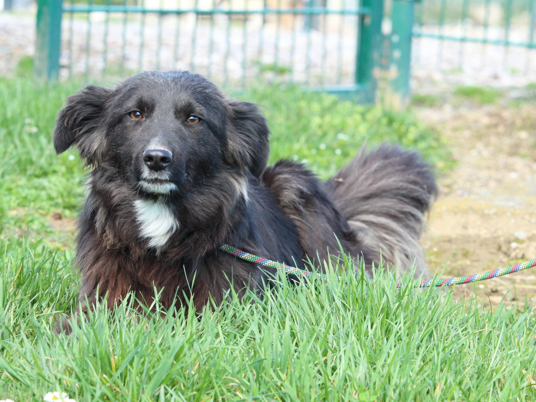 Tierschutzverein Bellas Pfotenhilfe Hunderettung Bosnien Hund adoptieren Malina