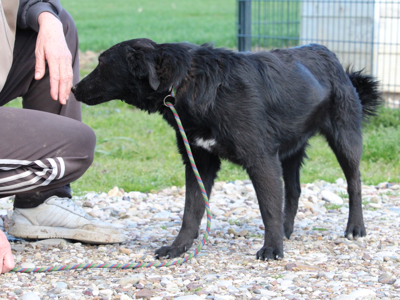Tierschutzverein Bellas Pfotenhilfe Hunderettung Bosnien Hund adoptieren Mika