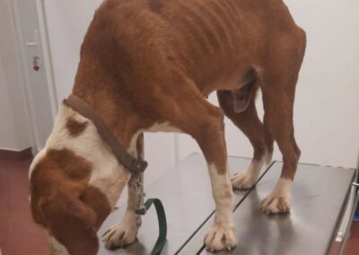 Tierschutzverein Bellas Pfotenhilfe Hunderettung Bosnien Hund adoptieren Opi