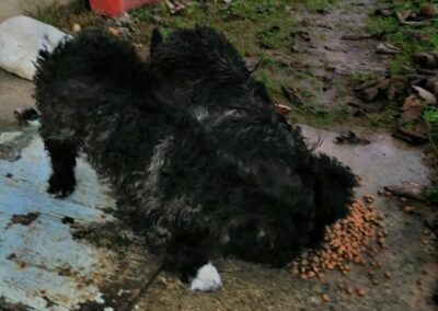 Tierschutzverein Bellas Pfotenhilfe Hunderettung Bosnien Hund adoptieren Hunderettung Ella und Elektra