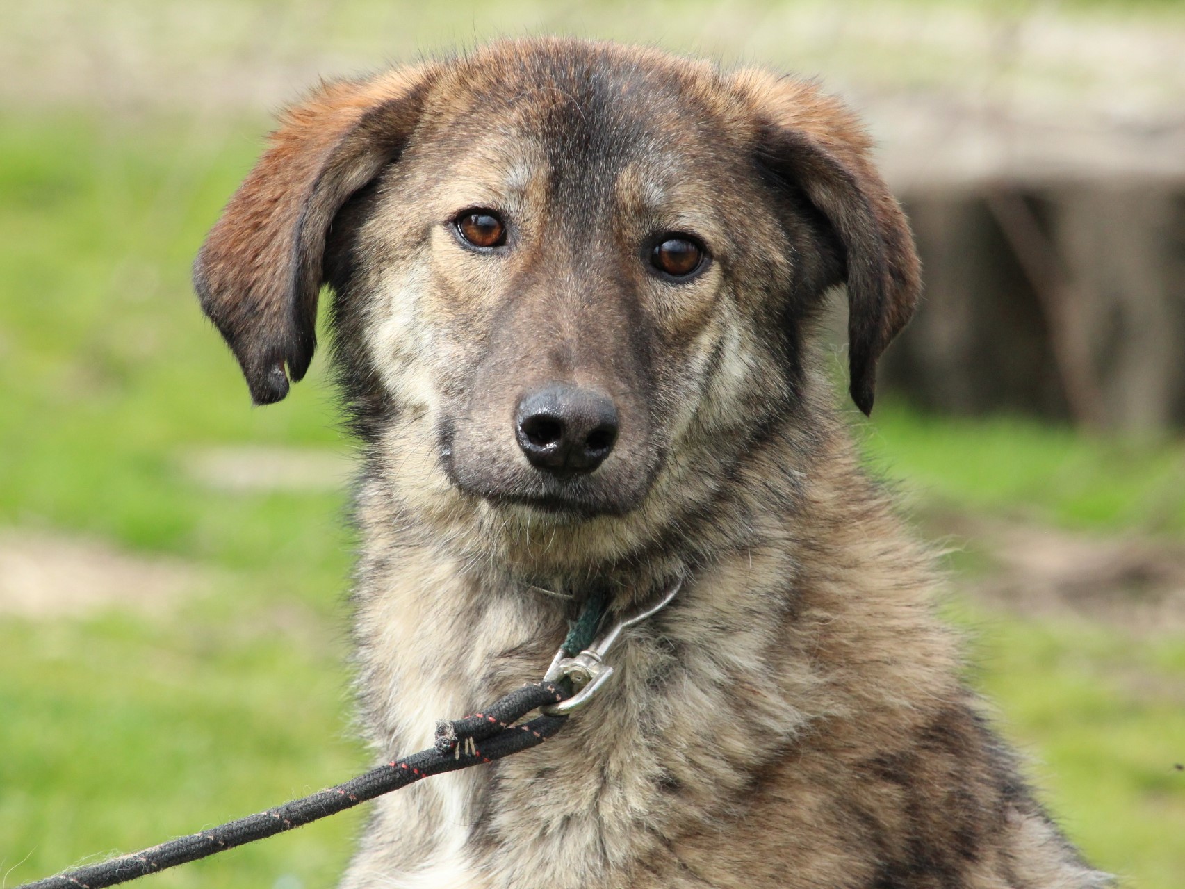 Tierschutzverein Bellas Pfotenhilfe Hunderettung Bosnien Hund adoptieren Richy