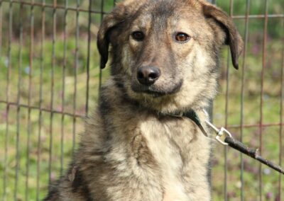 Tierschutzverein Bellas Pfotenhilfe Hunderettung Bosnien Hund adoptieren Richy