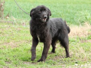 Tierschutzverein Bellas Pfotenhilfe Hunderettung Bosnien Hund adoptieren Sara