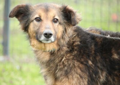 Tierschutzverein Bellas Pfotenhilfe Hunderettung Bosnien Hund adoptieren Sina