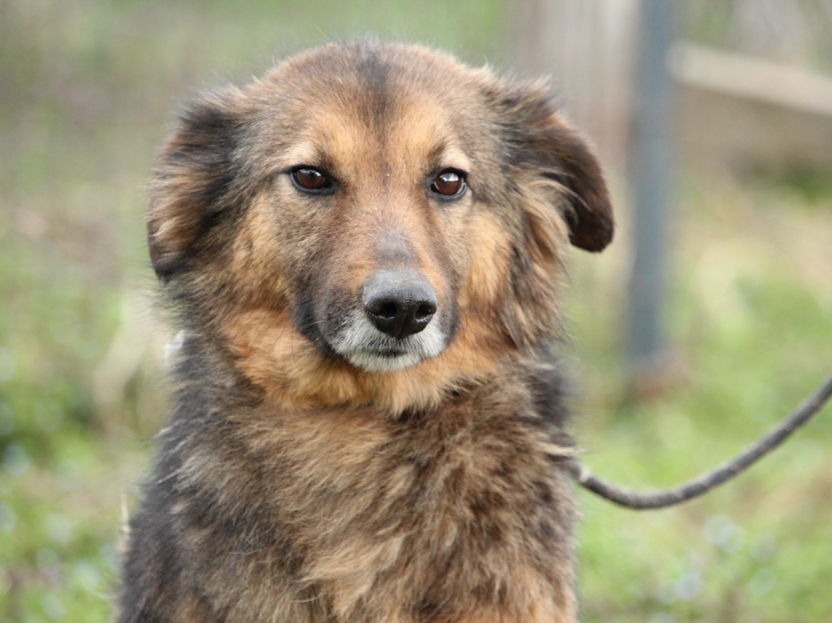 Tierschutzverein Bellas Pfotenhilfe Hunderettung Bosnien Hund adoptieren Sina