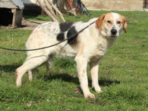 Tierschutzverein Bellas Pfotenhilfe Hunderettung Bosnien Hund adoptieren Solle