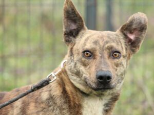 Tierschutzverein Bellas Pfotenhilfe Hunderettung Bosnien Hund adoptieren Tigi