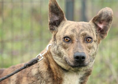 Tierschutzverein Bellas Pfotenhilfe Hunderettung Bosnien Hund adoptieren Tigi