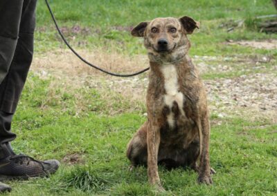 Tierschutzverein Bellas Pfotenhilfe Hunderettung Bosnien Hund adoptieren Tigi