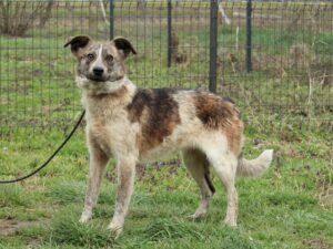 Tierschutzverein Bellas Pfotenhilfe Hunderettung Bosnien Hund adoptieren Trudi