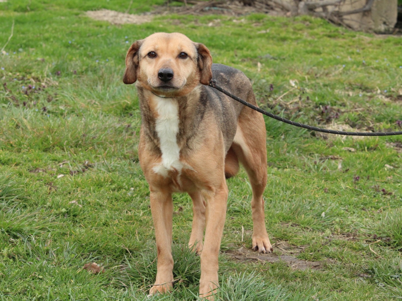Tierschutzverein Bellas Pfotenhilfe Hunderettung Bosnien Hund adoptieren Yuli