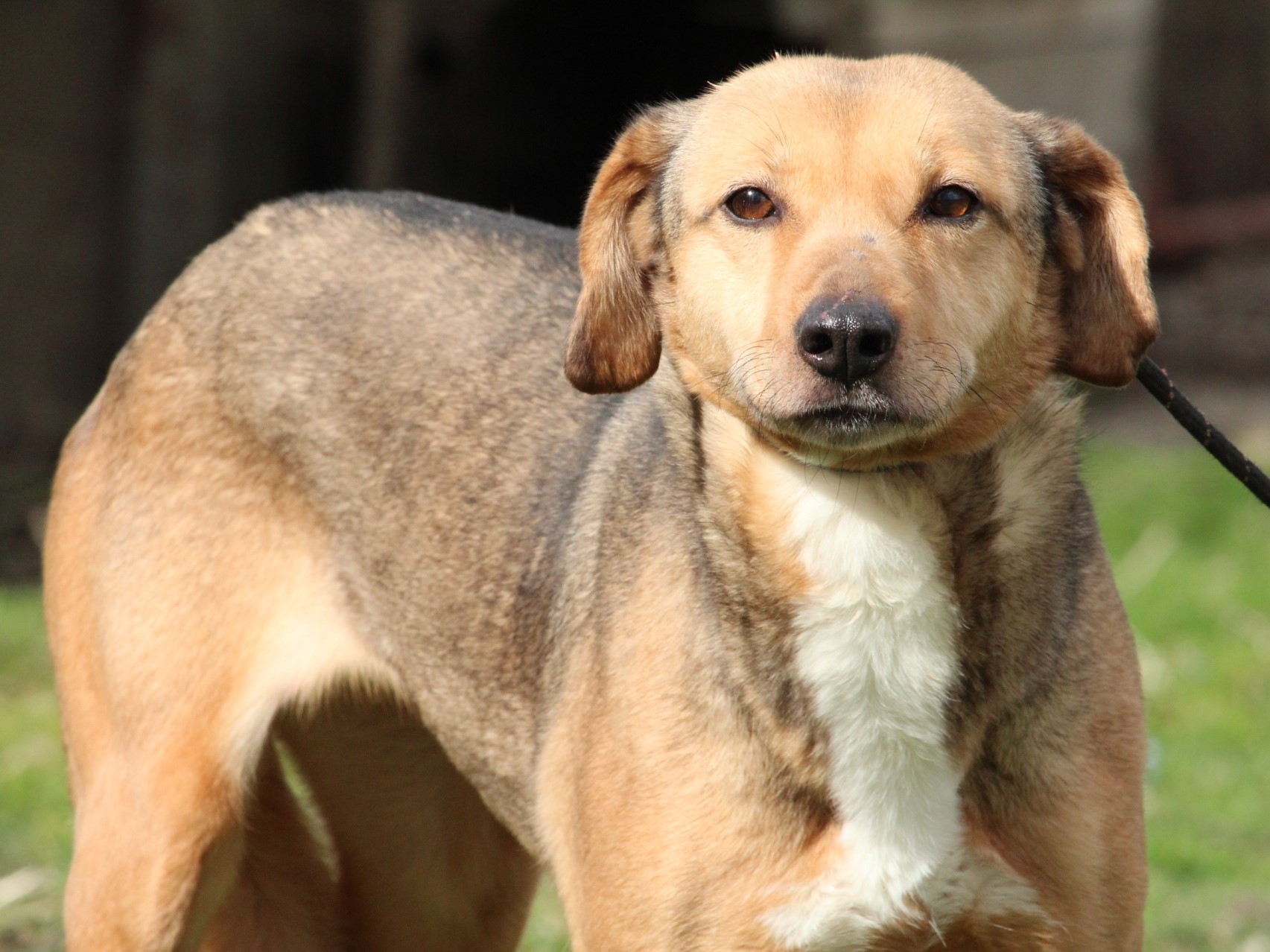 Tierschutzverein Bellas Pfotenhilfe Hunderettung Bosnien Hund adoptieren Yuli