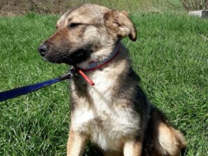 Tierschutzverein Bellas Pfotenhilfe Hunderettung Bosnien Hund adoptieren Amaia