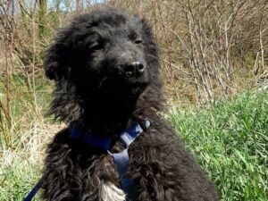 Tierschutzverein Bellas Pfotenhilfe Hunderettung Bosnien Hund adoptieren Dash